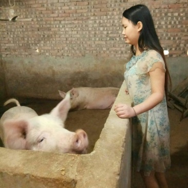 猪头肉包装