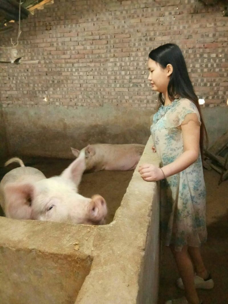 猪头肉包装