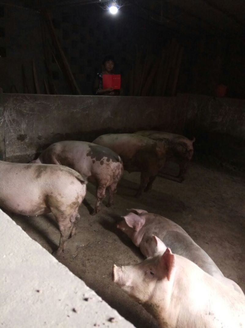 猪头肉包装