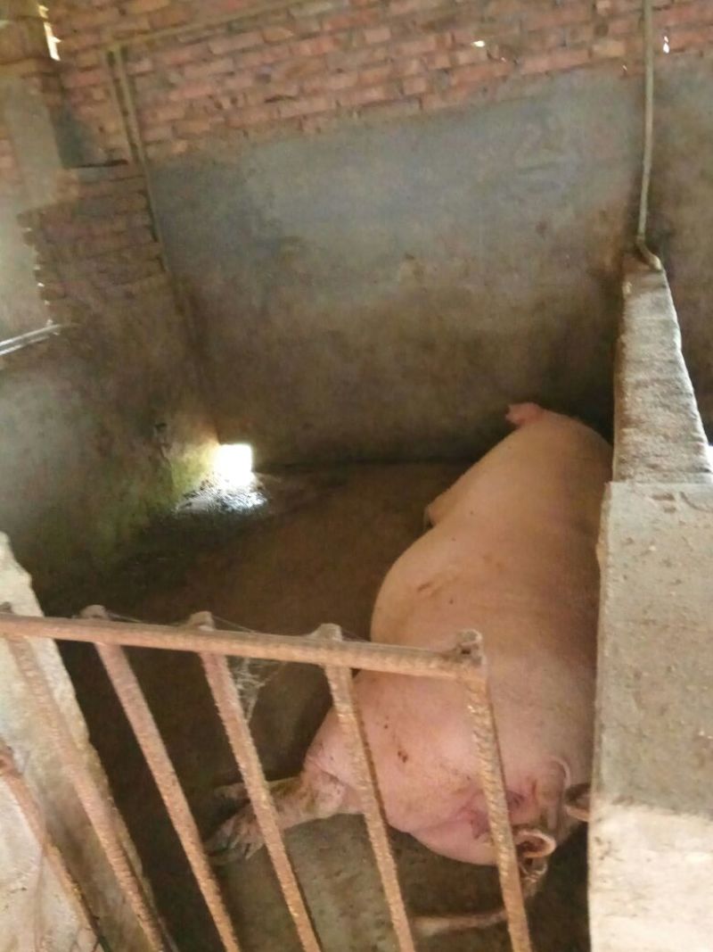 猪头肉包装