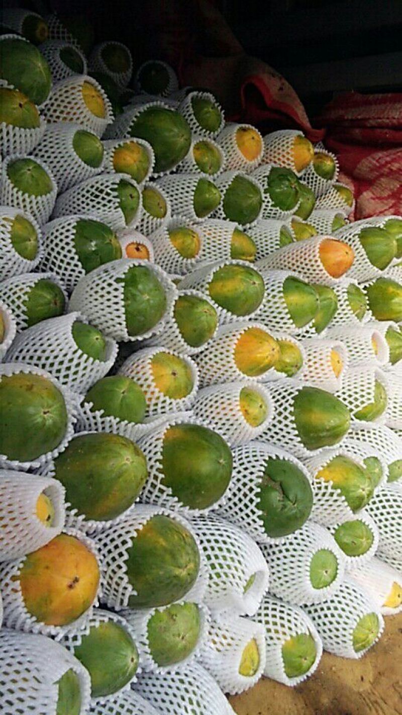 精品木瓜规格齐全一手货源基地直发可视频看货欢迎电话联系