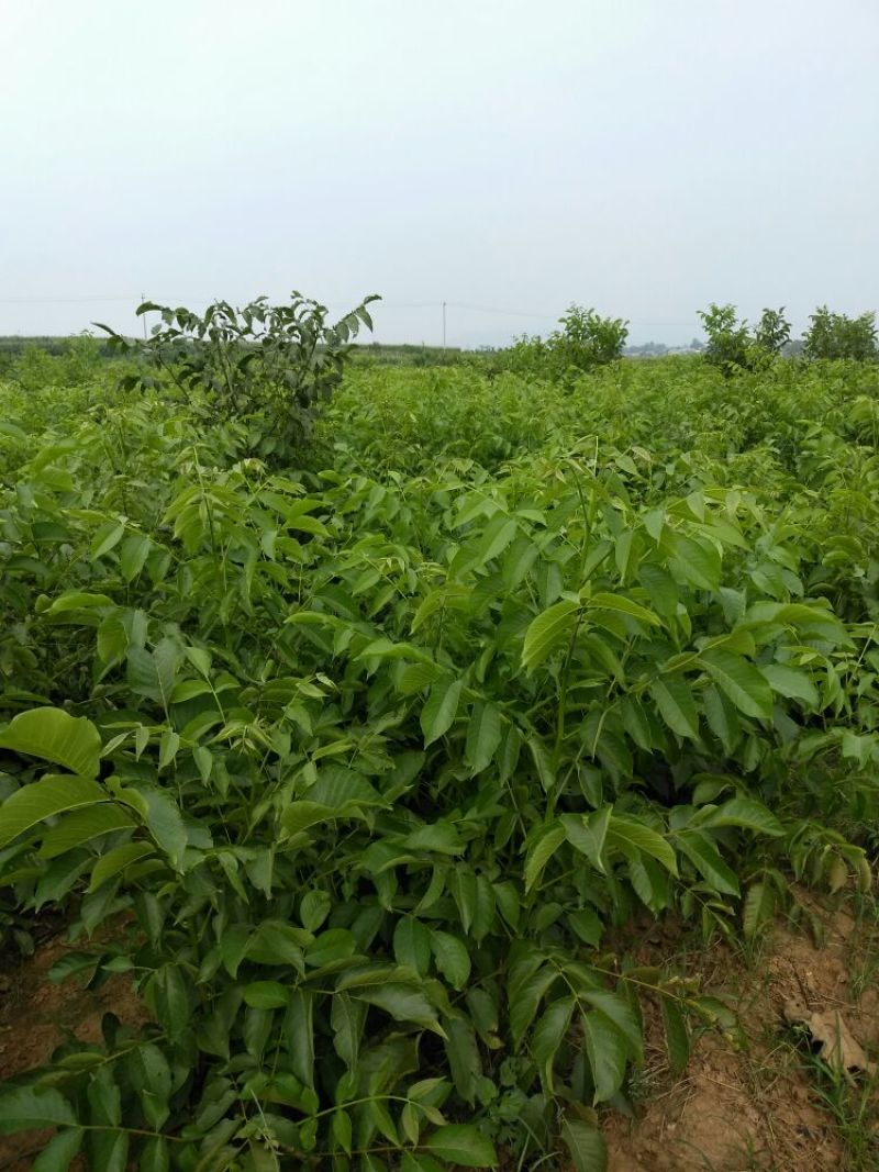 辽核1号核桃苗50~100cm二年苗