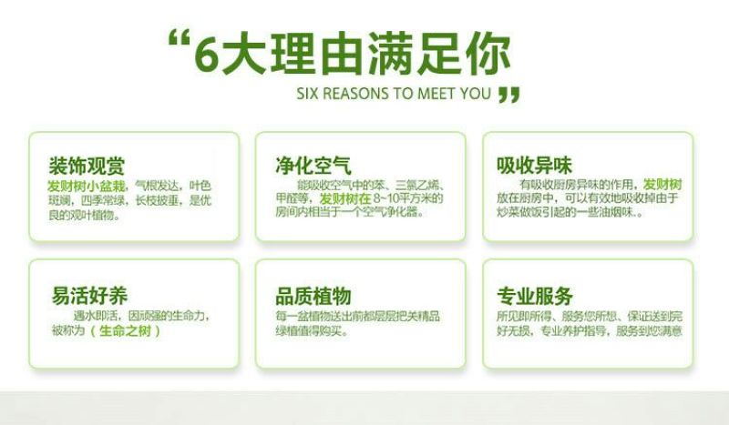发财树发财树盆栽带盆栽好