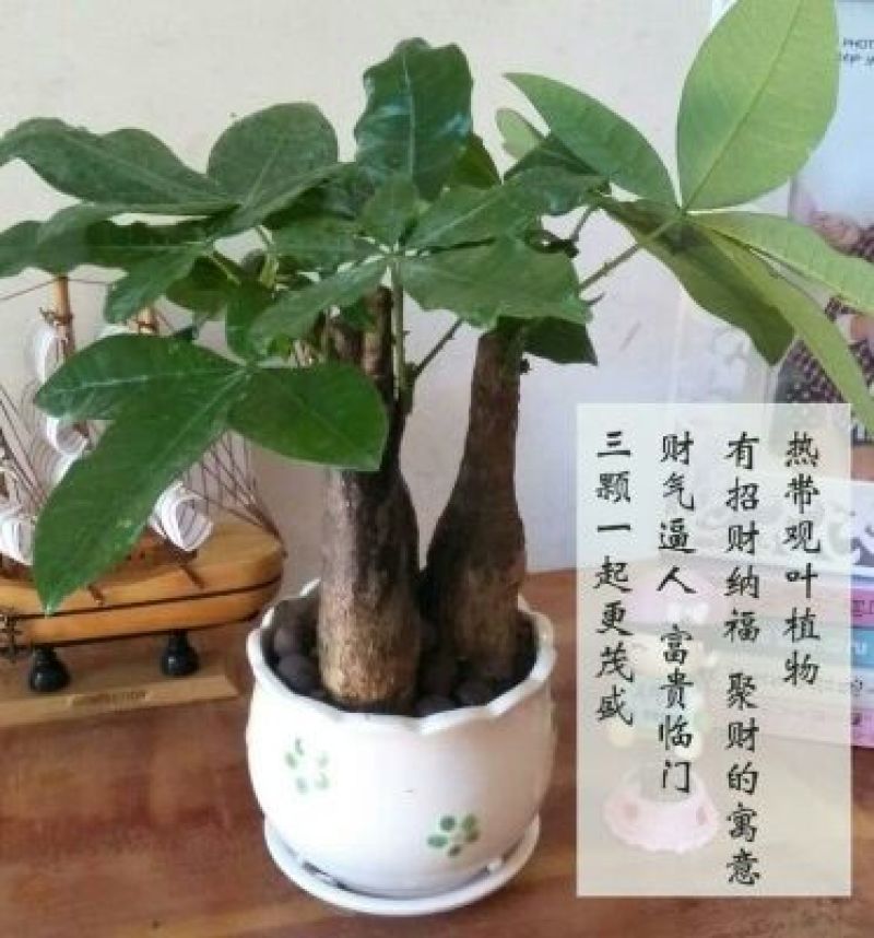 发财树发财树盆栽带盆栽好