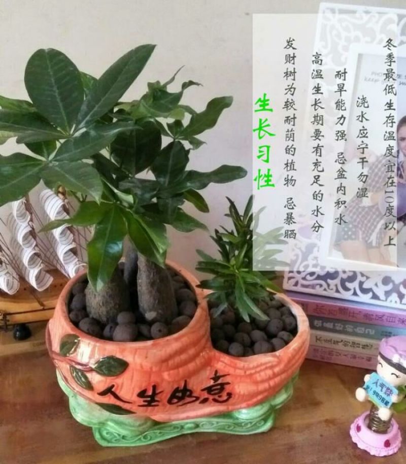 发财树发财树盆栽带盆栽好