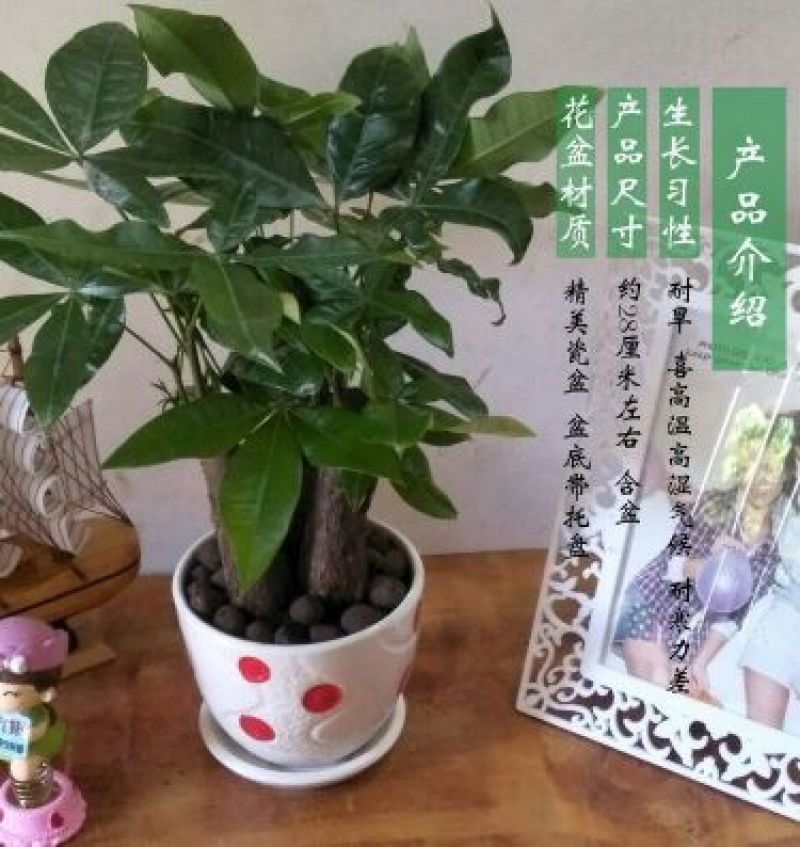 发财树发财树盆栽带盆栽好