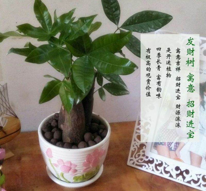 发财树发财树盆栽带盆栽好