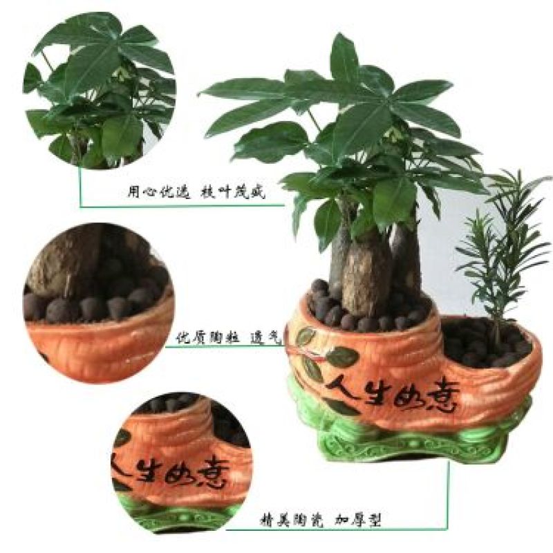 发财树发财树盆栽带盆栽好