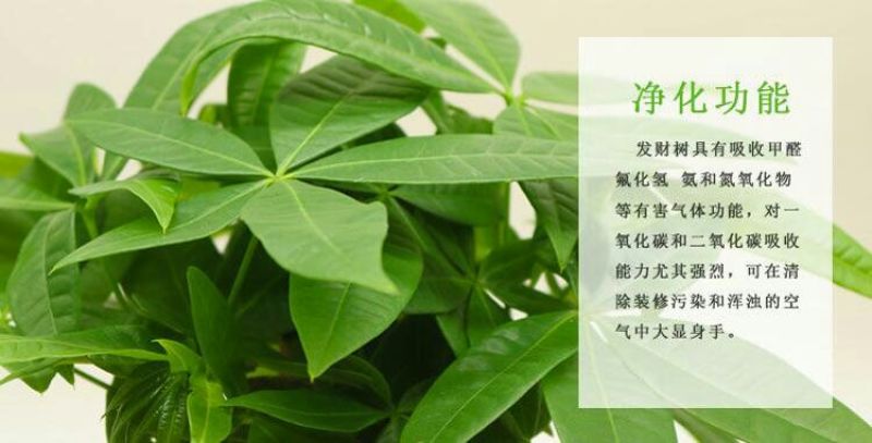 发财树发财树盆栽带盆栽好