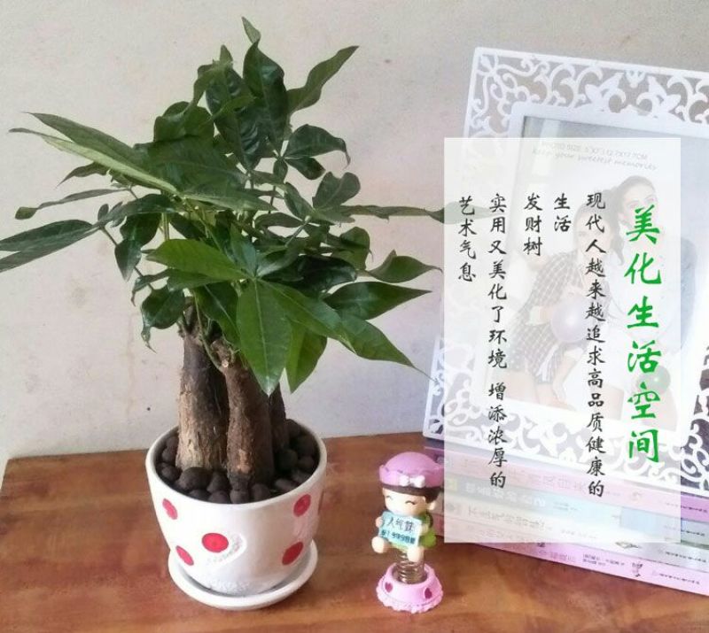 发财树发财树盆栽带盆栽好