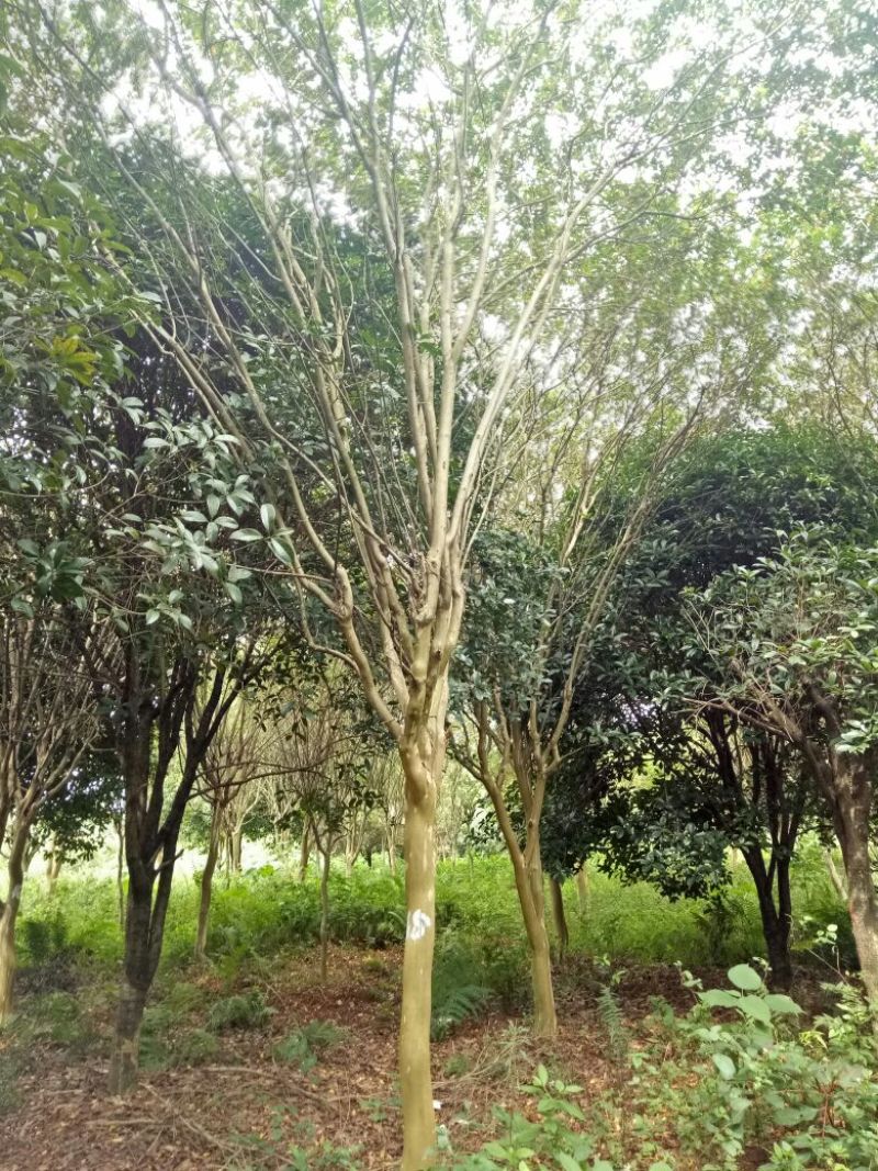 速生紫薇16~18cm4米以上2~3米