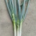 铁杆大葱毛葱2cm左右25~30cm
