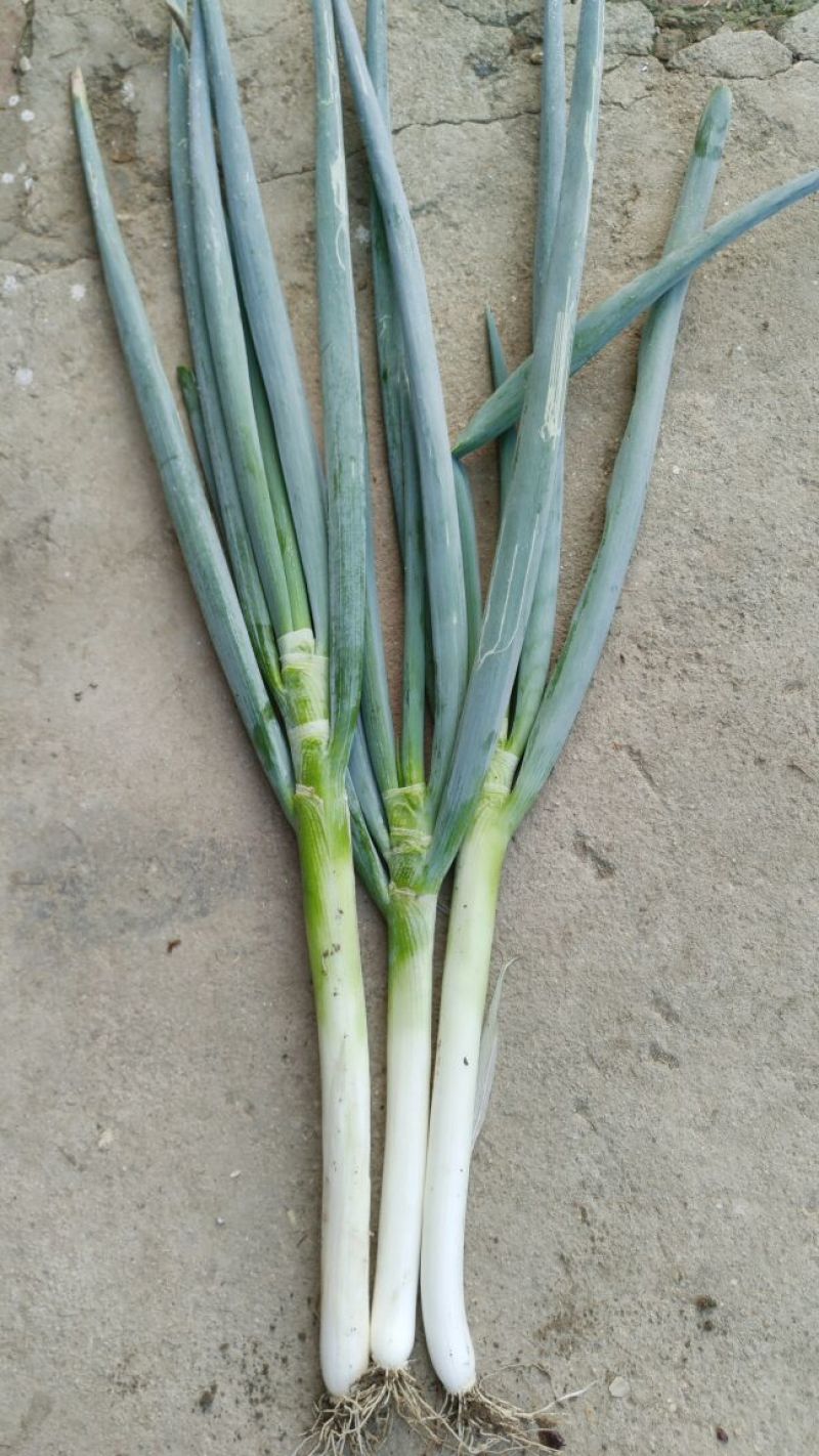 铁杆大葱毛葱2cm左右25~30cm