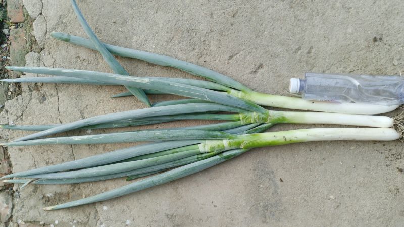 铁杆大葱毛葱2cm左右25~30cm