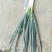 铁杆大葱毛葱2cm左右25~30cm