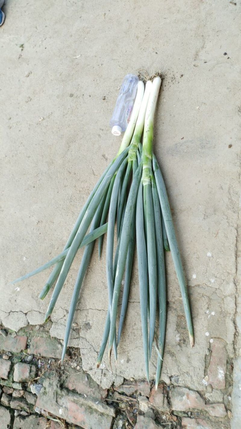 铁杆大葱毛葱2cm左右25~30cm