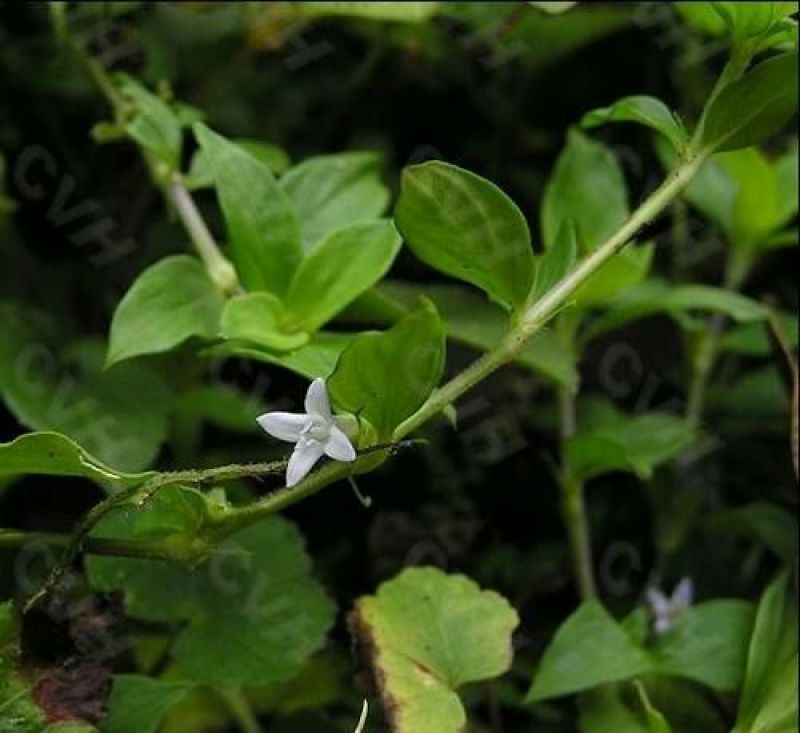 黄毛耳草