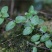 黄毛耳草