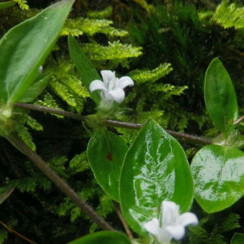 黄毛耳草