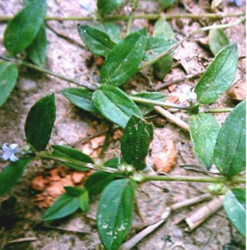 黄毛耳草