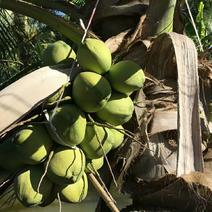 泰国香水椰子树苗