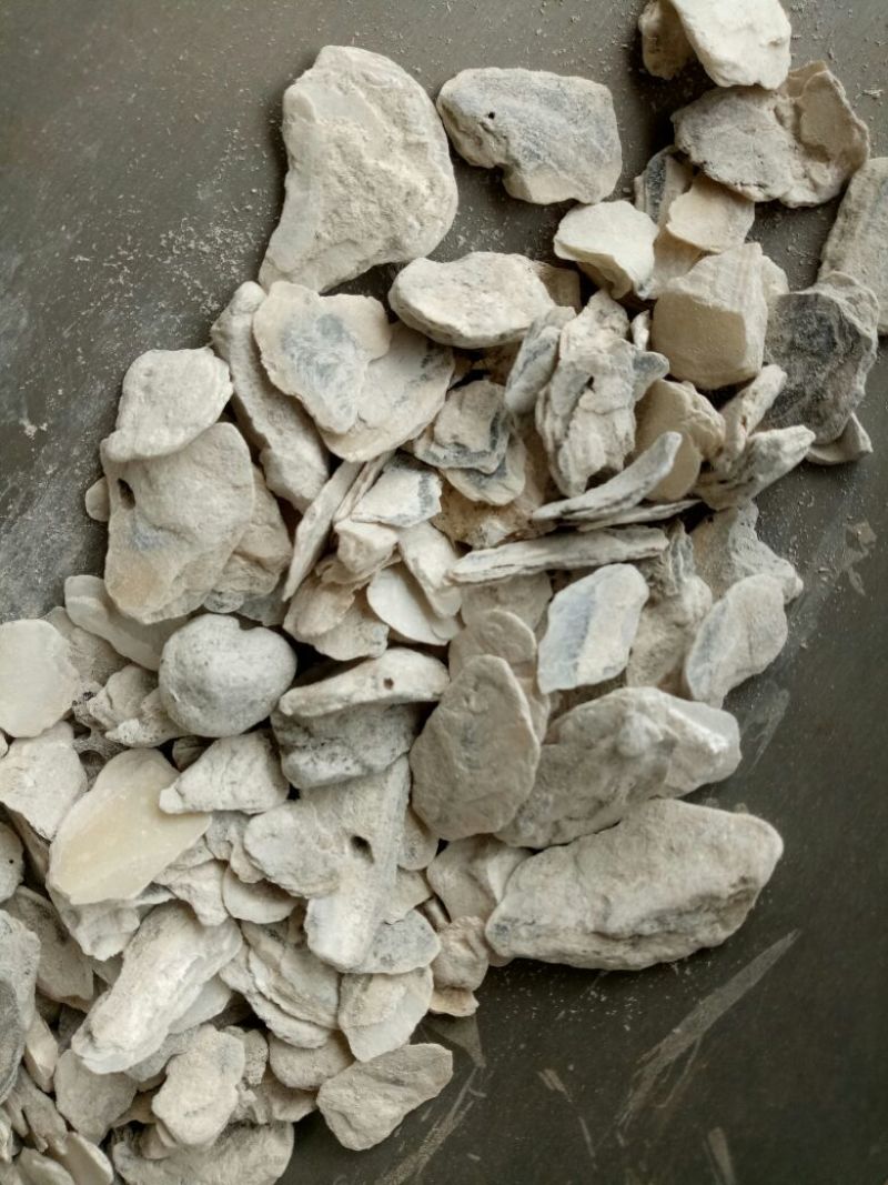 药用牡蛎万年牡蛎河北散装干货各种矿石类中药材