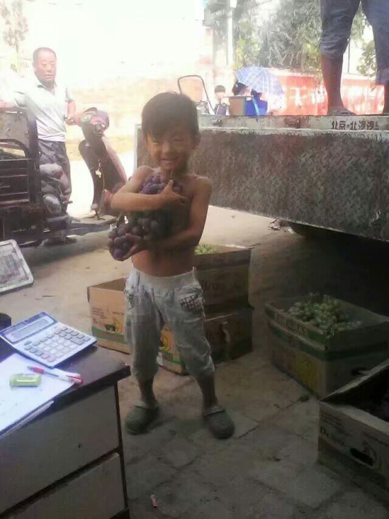 冠县巨峰葡萄，套袋巨峰葡萄，