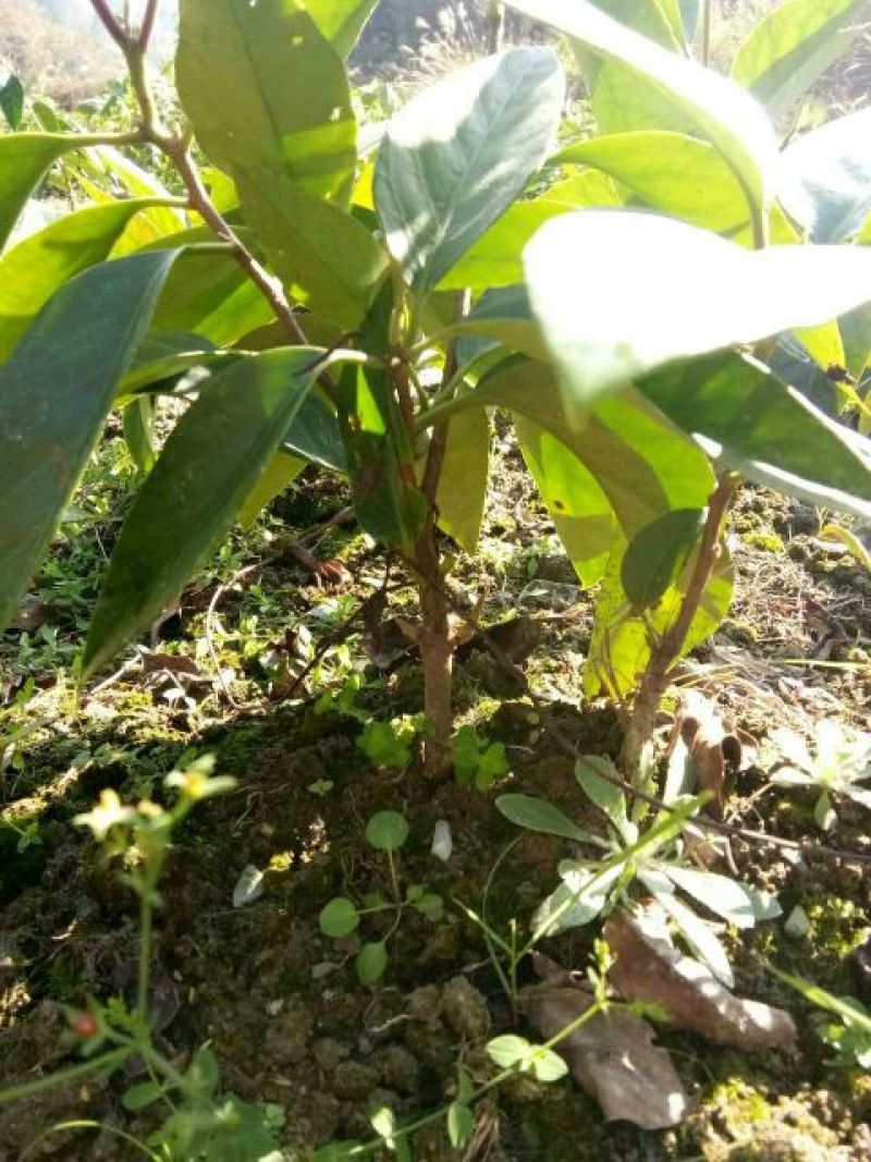 布福娜通道黑老虎树苗国家地理标志产品