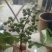 九叶青花椒特级干