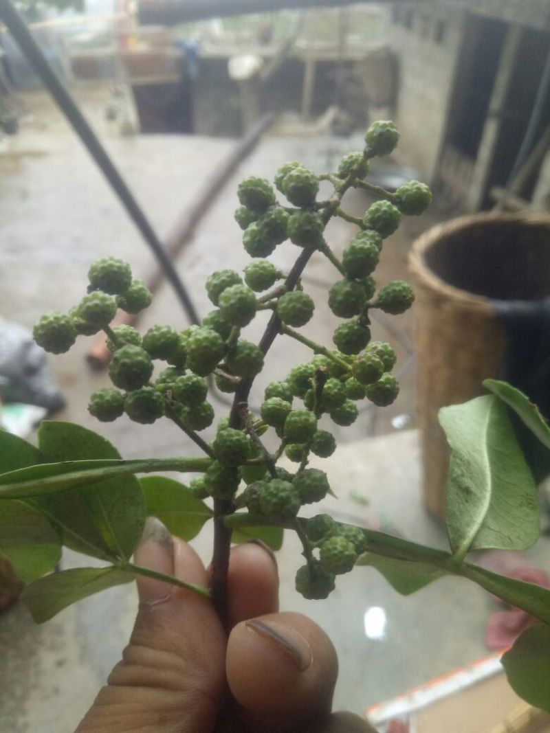 九叶青花椒特级干
