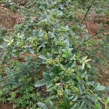 九叶青花椒特级干