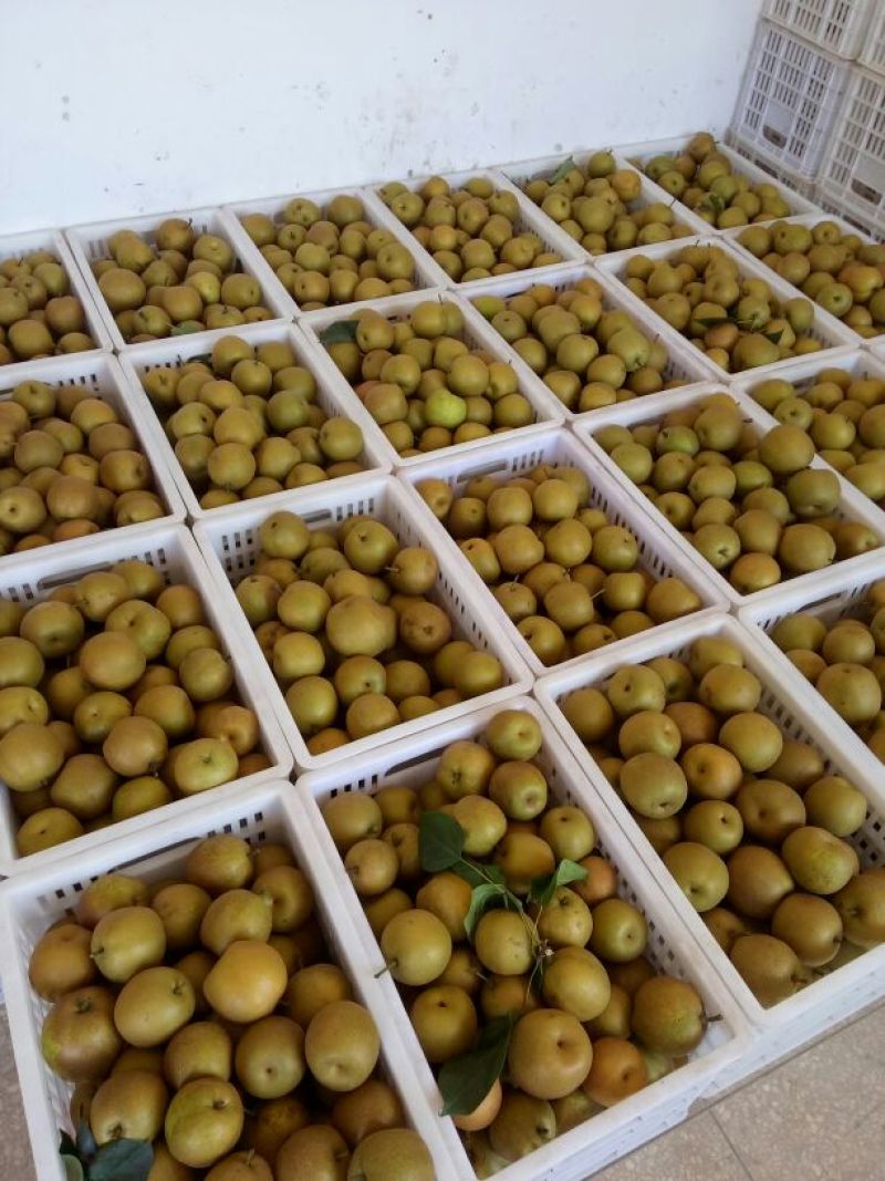 翠冠梨200~250g纸袋
