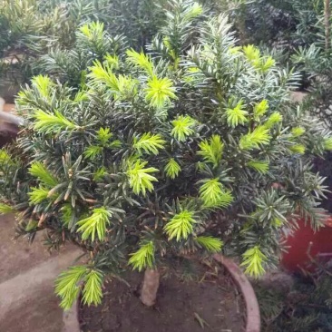 东北红豆杉苗50~60cm