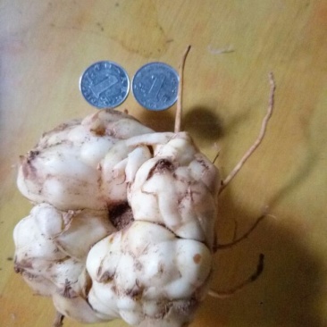 鲜百合四头药食两用