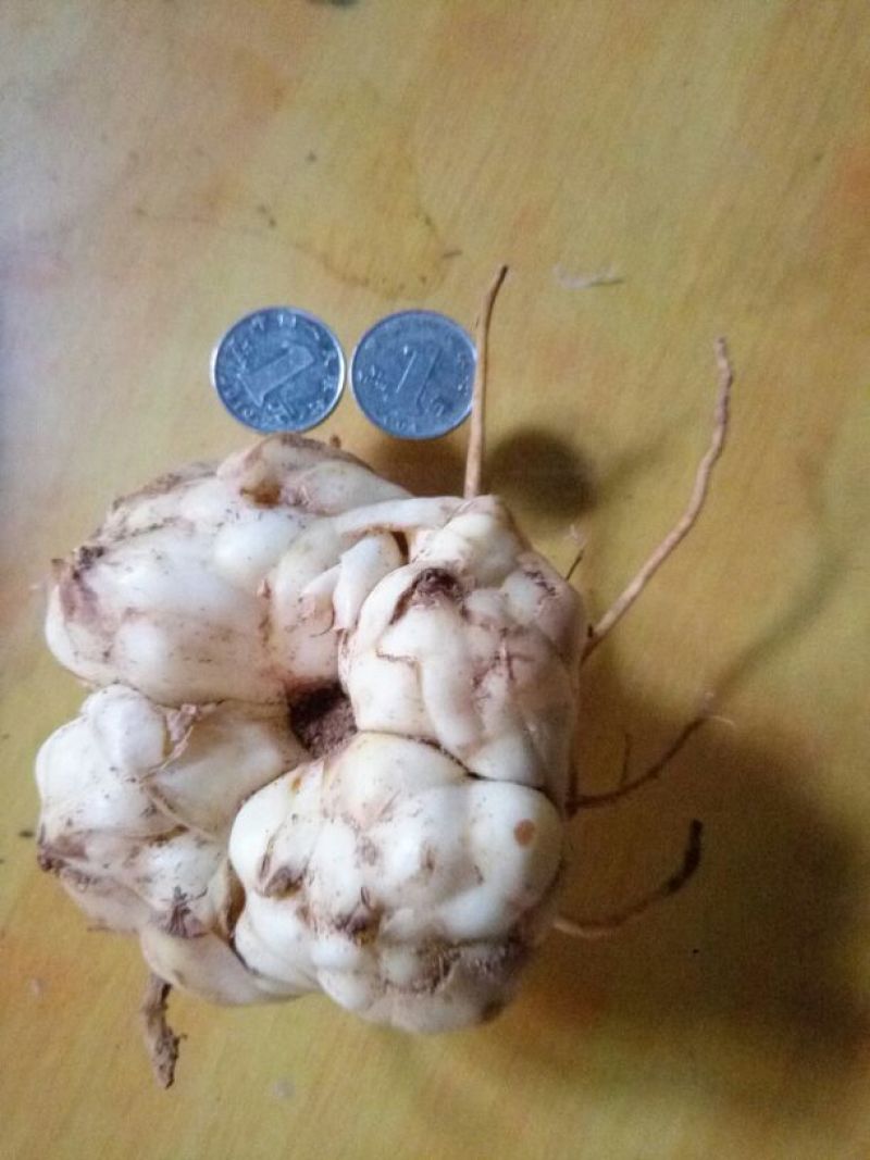 鲜百合四头药食两用