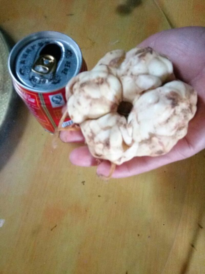 鲜百合四头药食两用