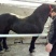 汗血马400~500kg