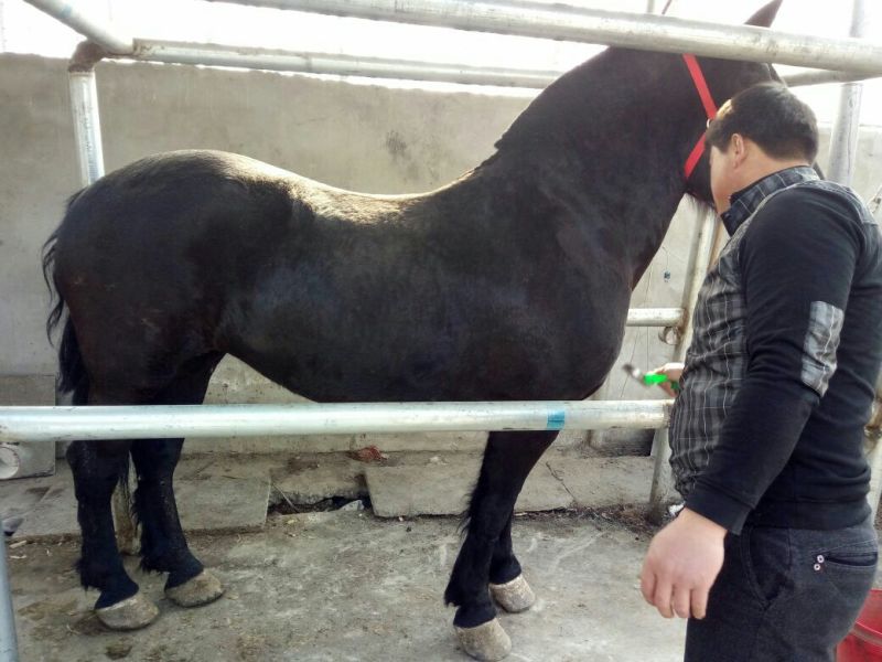 汗血马400~500kg