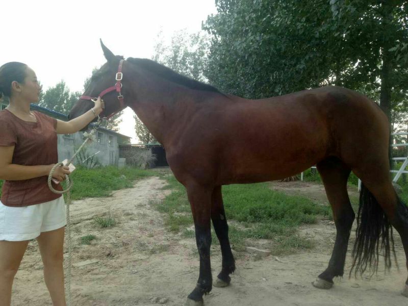 汗血马400~500kg