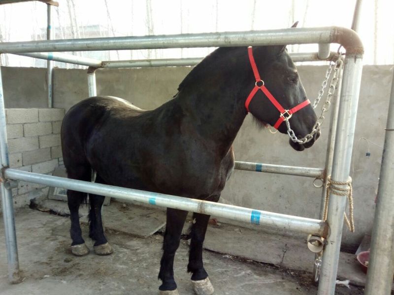汗血马400~500kg