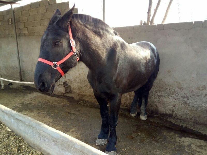 汗血马400~500kg