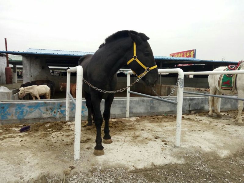 汗血马400~500kg