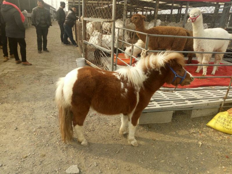 汗血马400~500kg