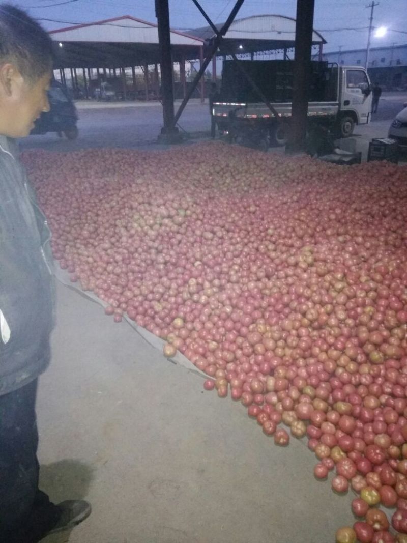 硬粉西红柿通货硬粉弧二以上果好，颜色亮