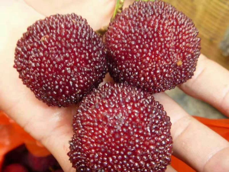 杨梅树苗0.5~150cm以下