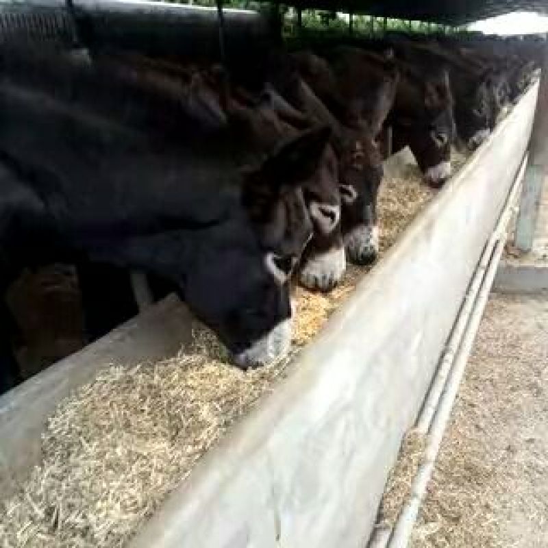 肉驴100~200斤