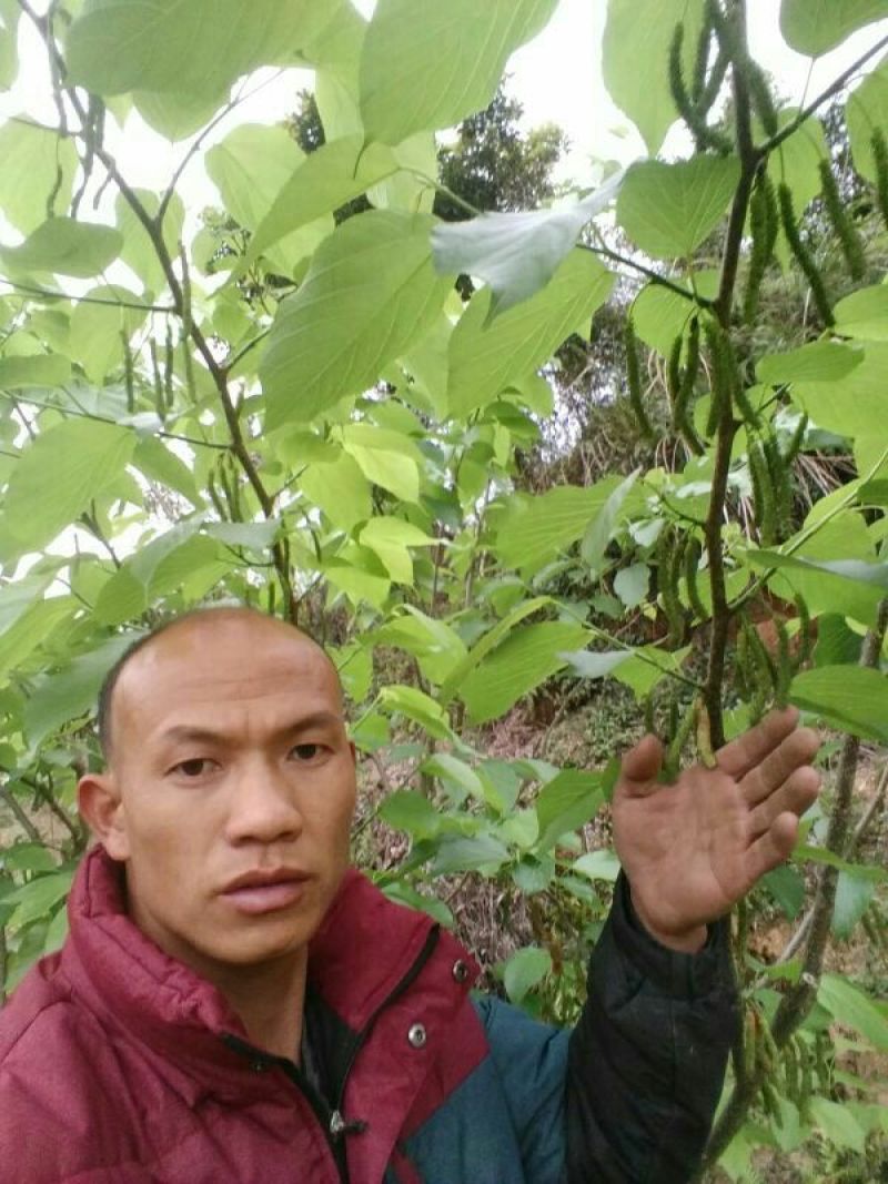 桑树苗20~30cm