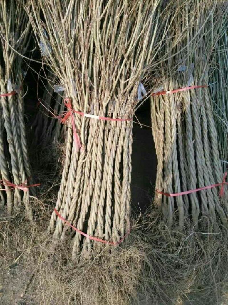 石榴苗嫁接苗80cm以上，1一多年生树苗，品种齐全。