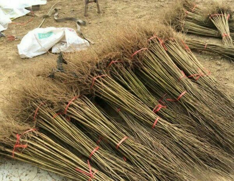 石榴苗嫁接苗80cm以上，1一多年生树苗，品种齐全。