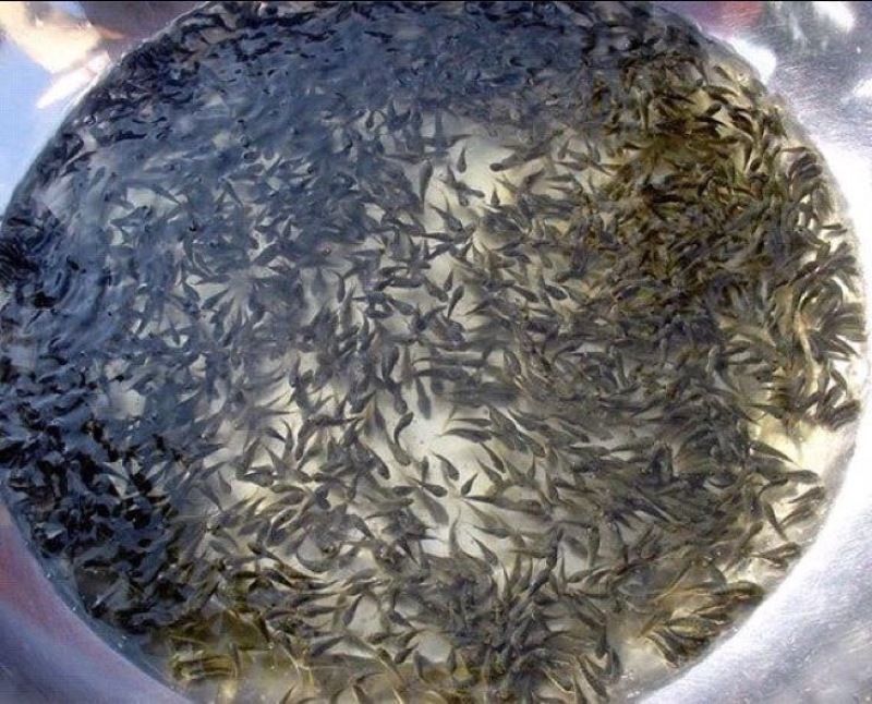 花鲢鱼苗